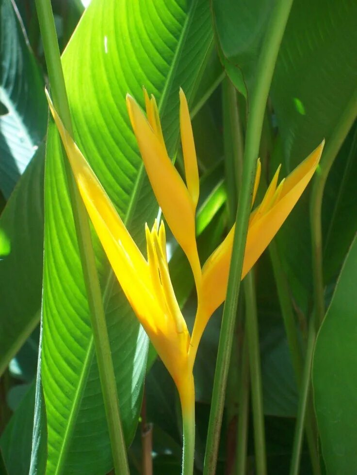 Геликония Тропикал. Heliconia exotic Tropical. Геликония двухцветная. Геликония имбироцветная.