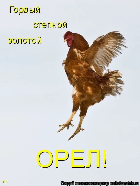 Дагестанский орел. Ты гордый орел с огромными. Молуккский орёл. Ты гордый орел с огромными. Ты гордый орел с огромными.