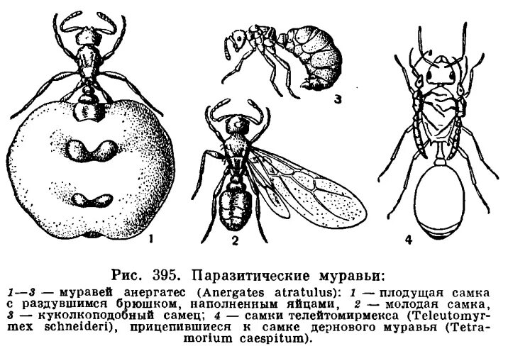 Перепончатокрылые паразиты. Как отличить самку от самца муравьёв. Перепончатокрылые муравьи.