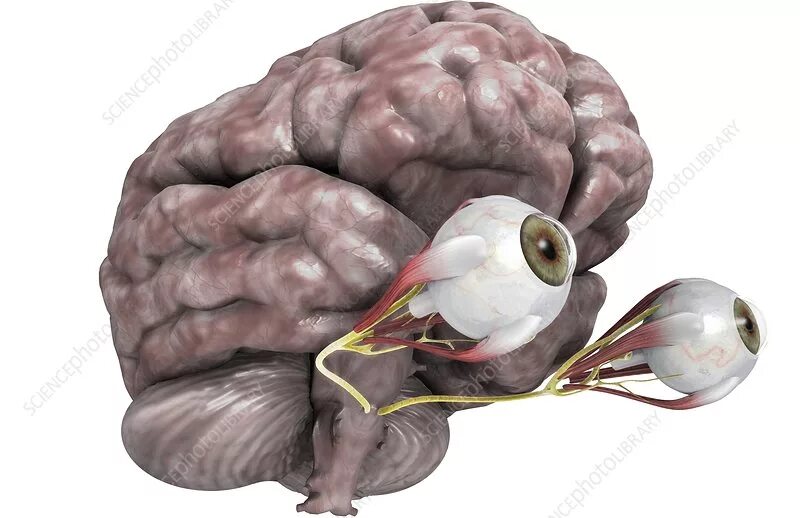 Brain eyes. Головной мозг и глаза. Головной мозг человека с глазами.