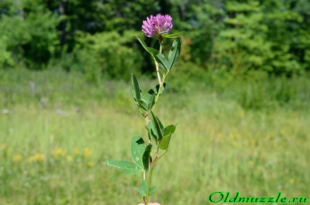 соцветие клевера лугового. клевер луговой тип стебля. стебель растения клевер луговой. клевер луговой листья. соцветие клевера лугового.