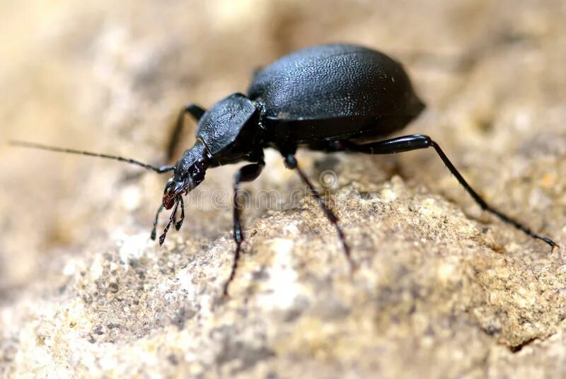 Охотник за жуками. Cychrus caraboides. calosoma sycophanta. жук охотник. чёрный жук с бежевой головой.