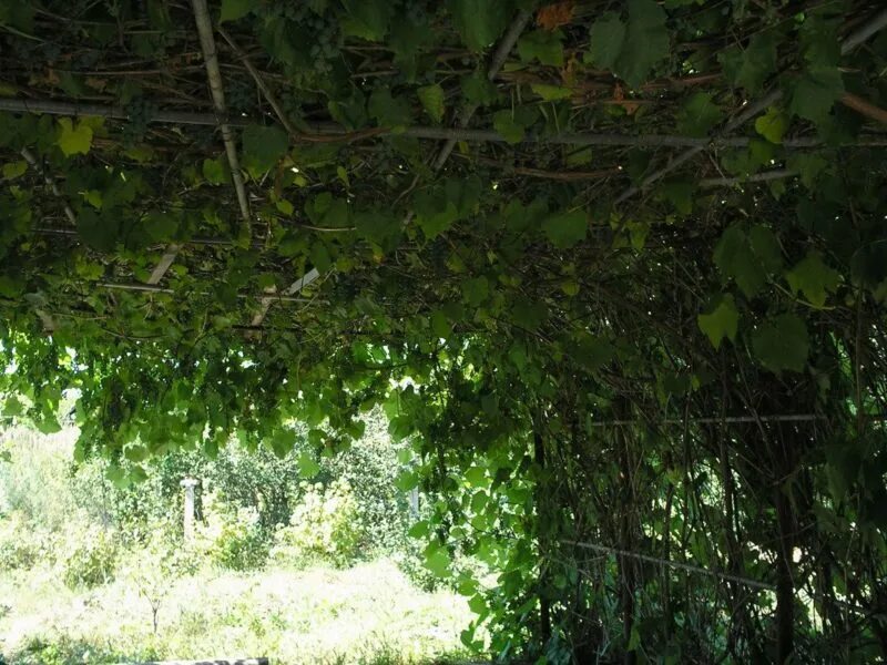 Печерские выселки. Печерские выселки самарская область. печерские выселки сызранский район панорама. сызрань село губино.