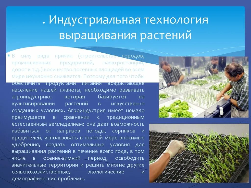 Индустриальная технология выращивания растений. Продуктивность искусственной экосистемы. Пути повышения продуктивности искусственных экосистем. Продуктивность растений.