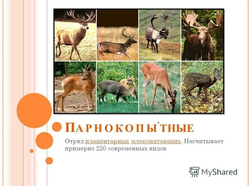 Парнокопытные животные список животных. Парнокопытные виды. отряд парнокопытные жвачные. парнокопытные животные список. представители жвачных парнокопытных.