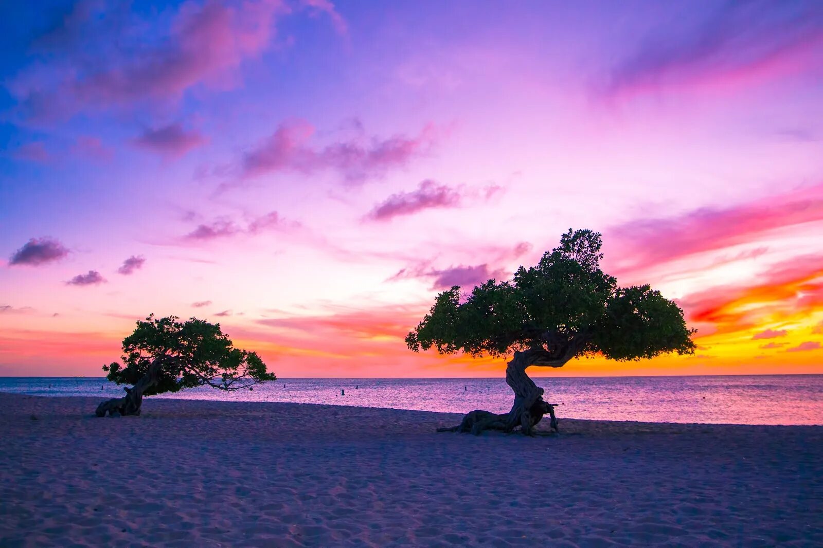 Happy island. Аруба остров. Деревья диви-диви на Арубе. Аруба столица. Divi Divi дерево.