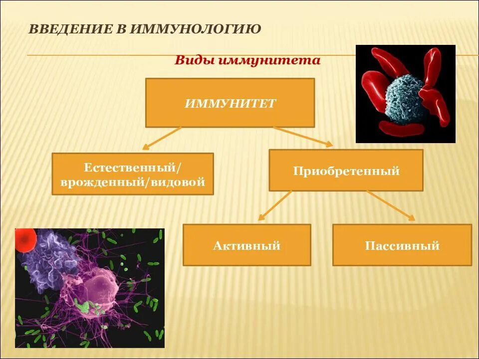 Иммунный контроль. Виды иммунологии. Приобретенный иммунитет иммунология. Типы иммунитета иммунология. Виды иммунитета схема.