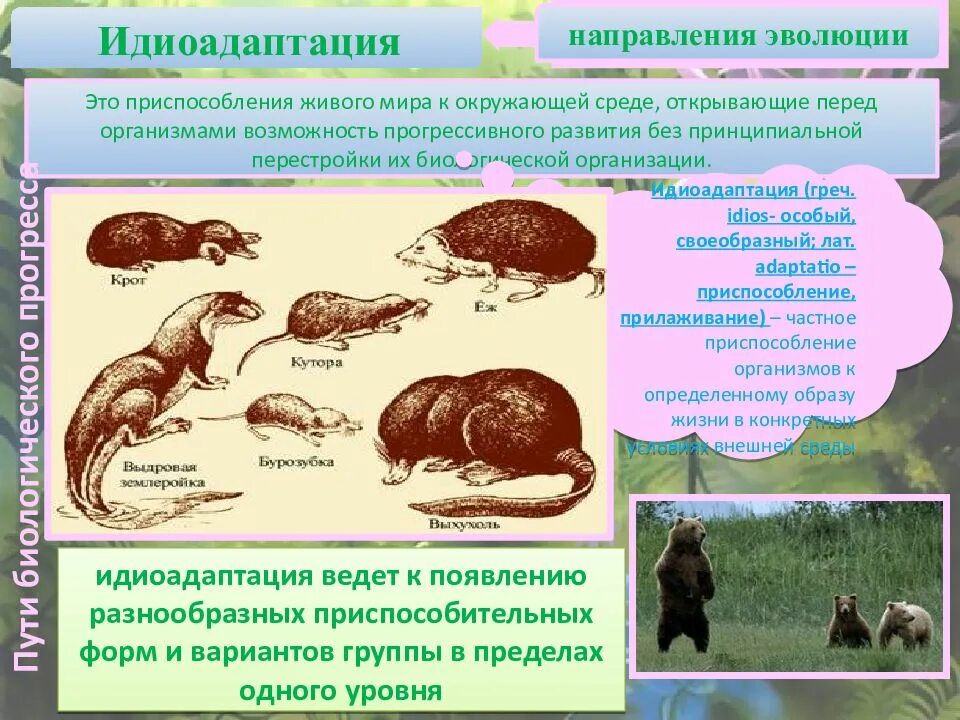 Примеры эволюции живых организмов. Приспособление к окружающей среде. Приспособление в эволюции. Идиоадаптация направление эволюции. Приспособление организмов к окружающей среде.