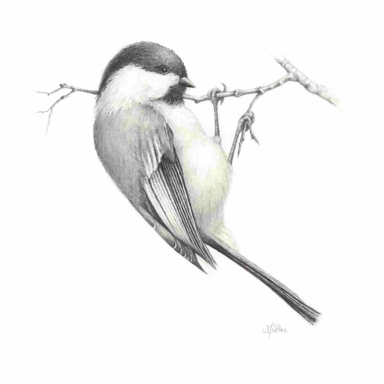 Птица рисунок. Птицы для срисовки. Птичка карандашом. Рисунок птицы карандашом для срисовки.
