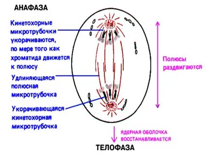 Анафаза митоза