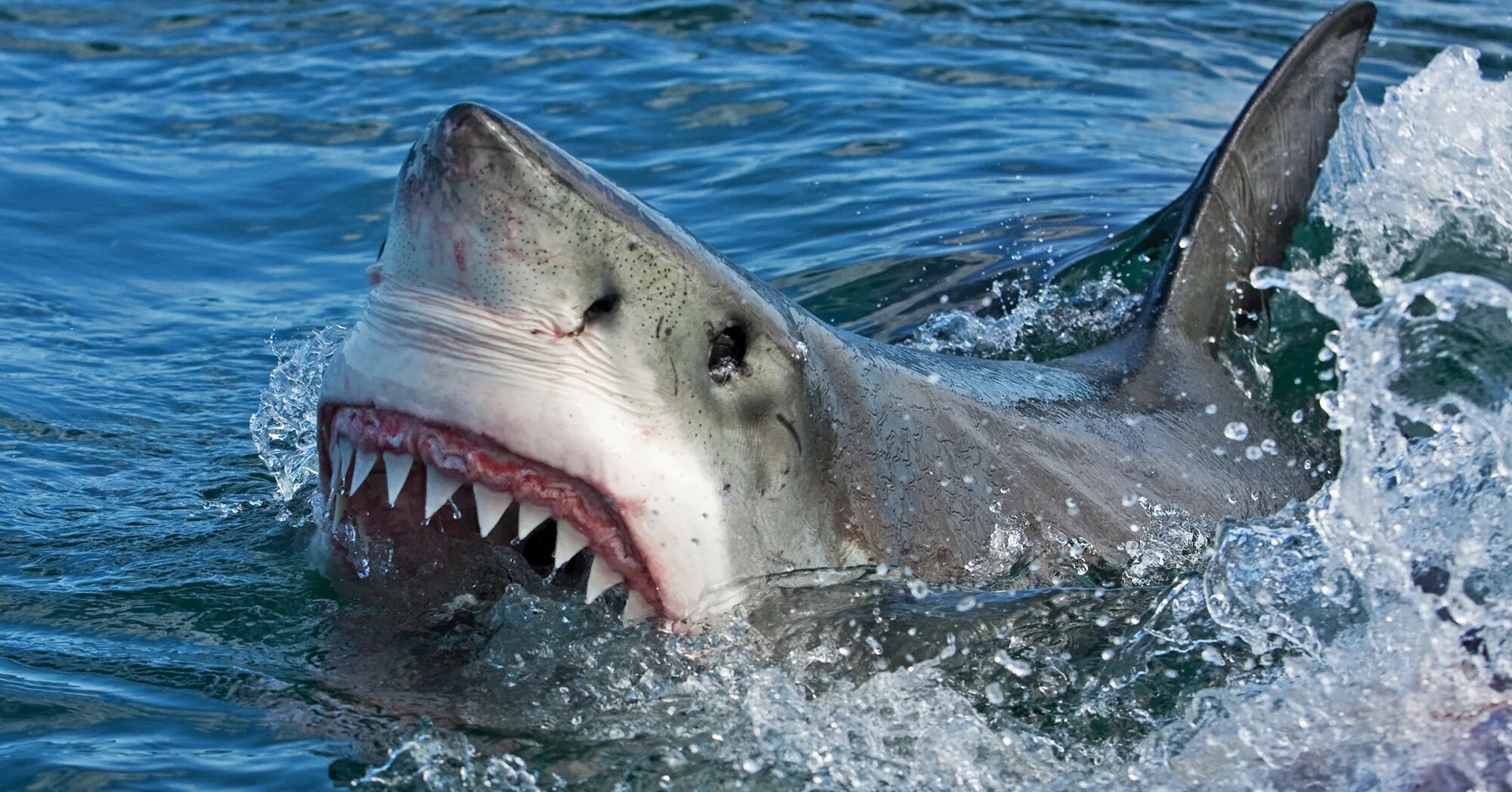 Правда что акулы боятся пузырьков. Акула в море.