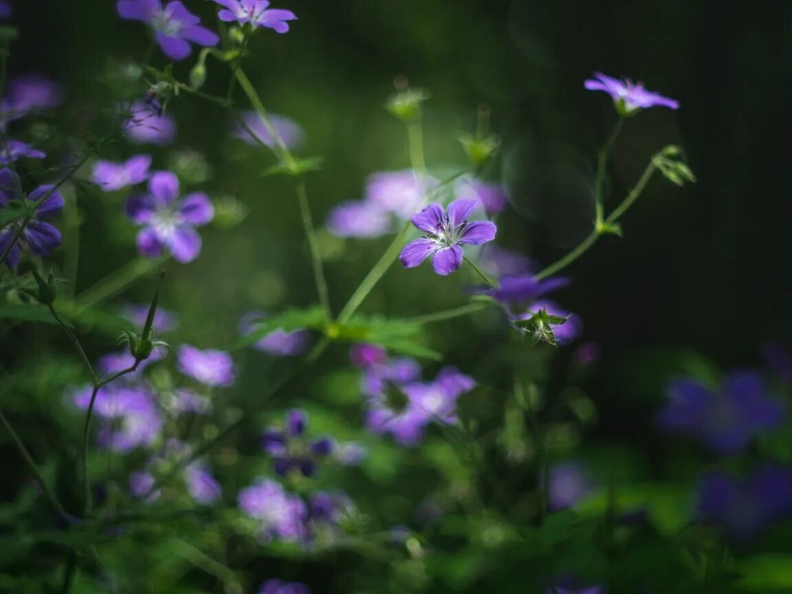 Герань Лесная (Geranium sylvaticum). Герань в лесостепи. Герань Лесная Amy Doncaster. Герань обои. Обои герань