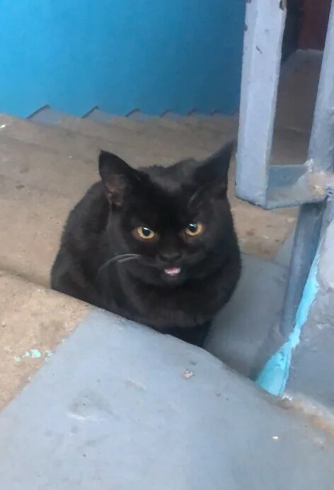 Под черным 18. Черный котенок в подъезде. Черная кошка в подъезде. Темный Малютка. Мусорная кошка.