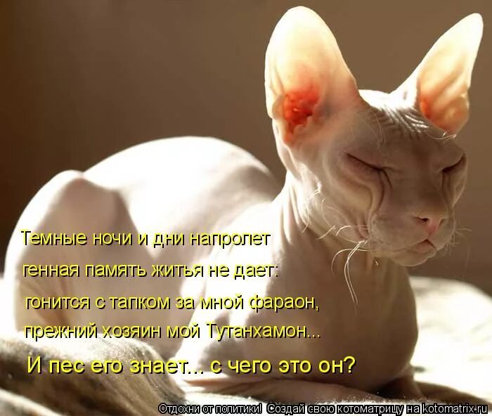Сфинкс цитаты. Котоматрица сфинкс. толстый сфинкс. киска сфинкс. бритый кот.