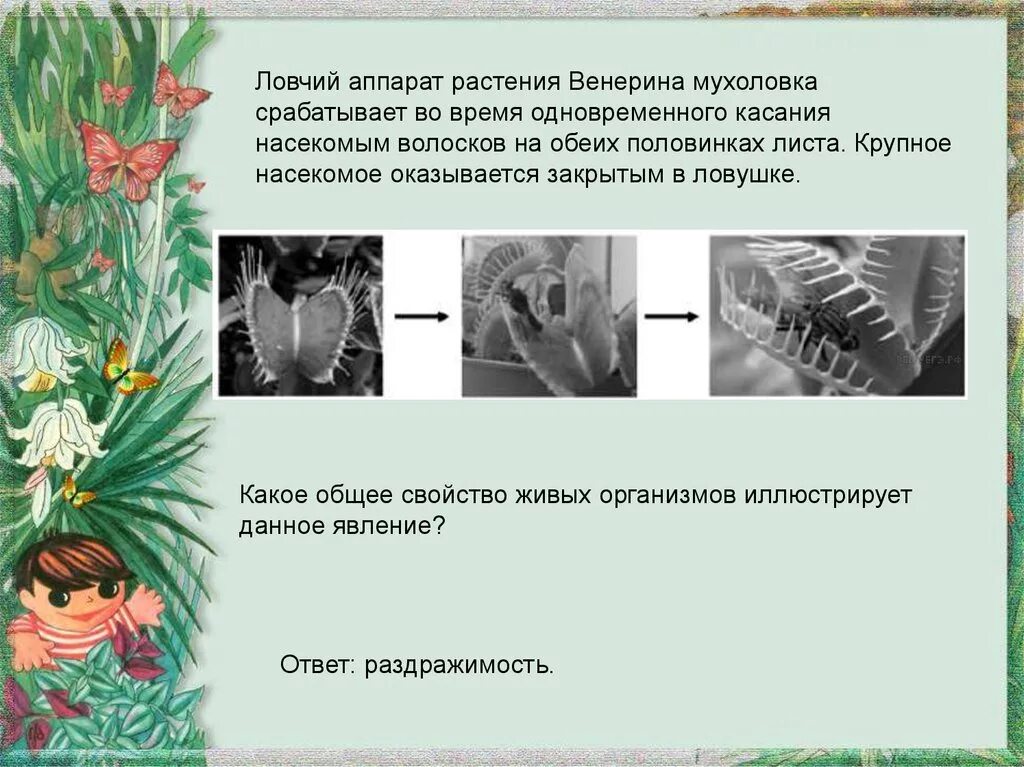 Какое свойство живых систем иллюстрирует рисунок. Ловчие аппараты растений. Растения с ловчим аппаратом. Растительное аппарат. Какое общее свойство живых систем иллюстрирует данная фотография.