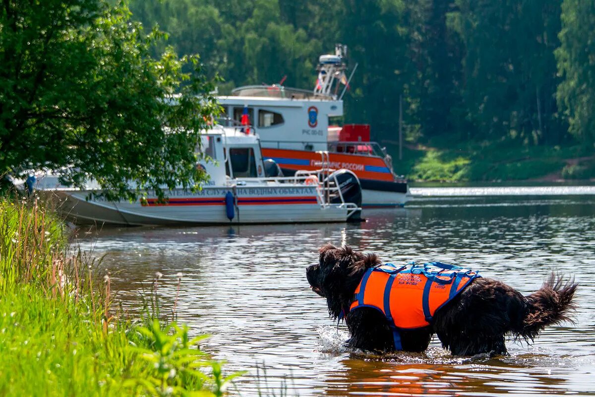 Собаки спасатели МЧС. Поисково спасаельныесобаки. Спасательные собаки на воде.