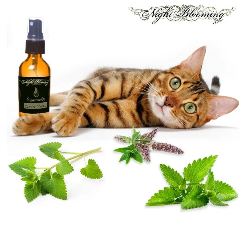 Мята для кошек купить. Catnip Кошачья мята. Кошачье масло. Масло кошачьей мяты. Кошка маслом.