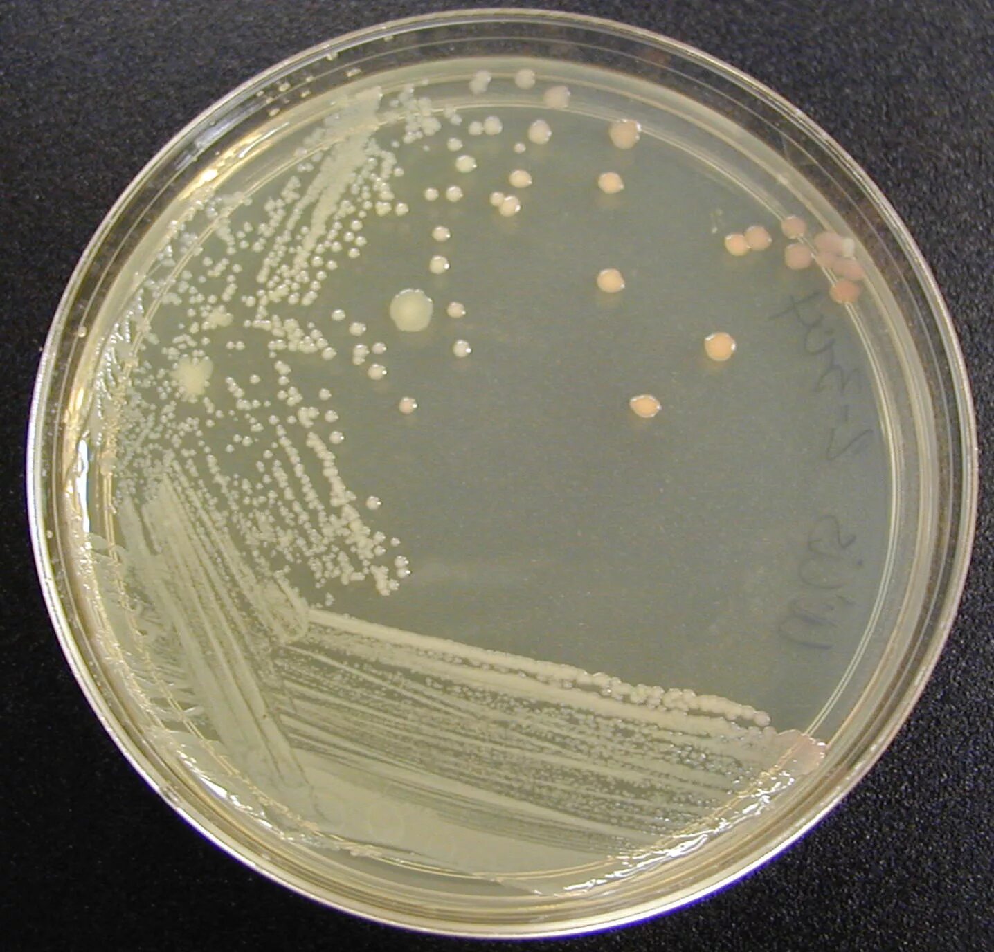Колонии стафилококков на жса. Чашка петри с мясопептонным агаром. Сапрофитный стафилококк. Агар цейсслера. Стафилококк в воде.