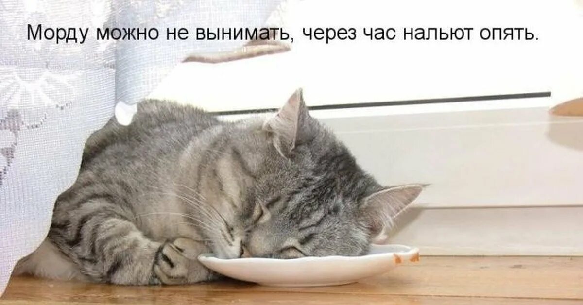 Котик после обеда. Поспать после обеда. Кот проснулся. После обеда приколы.