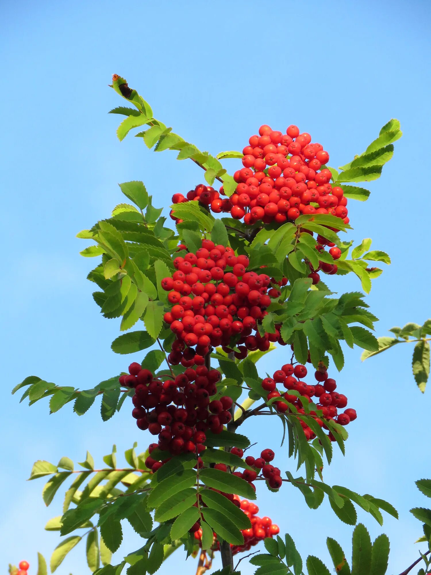 Гроздь рябины. Гроздь рябины. Рябина смрозовыми ягодами. Гроздь рябины. Рябина алая дерево.