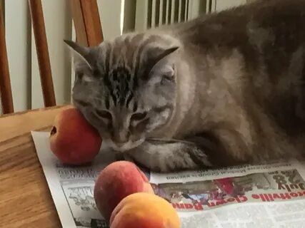 Кошка персик