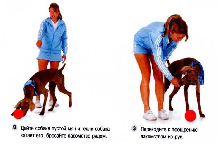 Как научить собаку играть. Щенок несёт игрушку. Как приучить собаку приносить палку. Счастливые животные. Как научить приносить игрушку.
