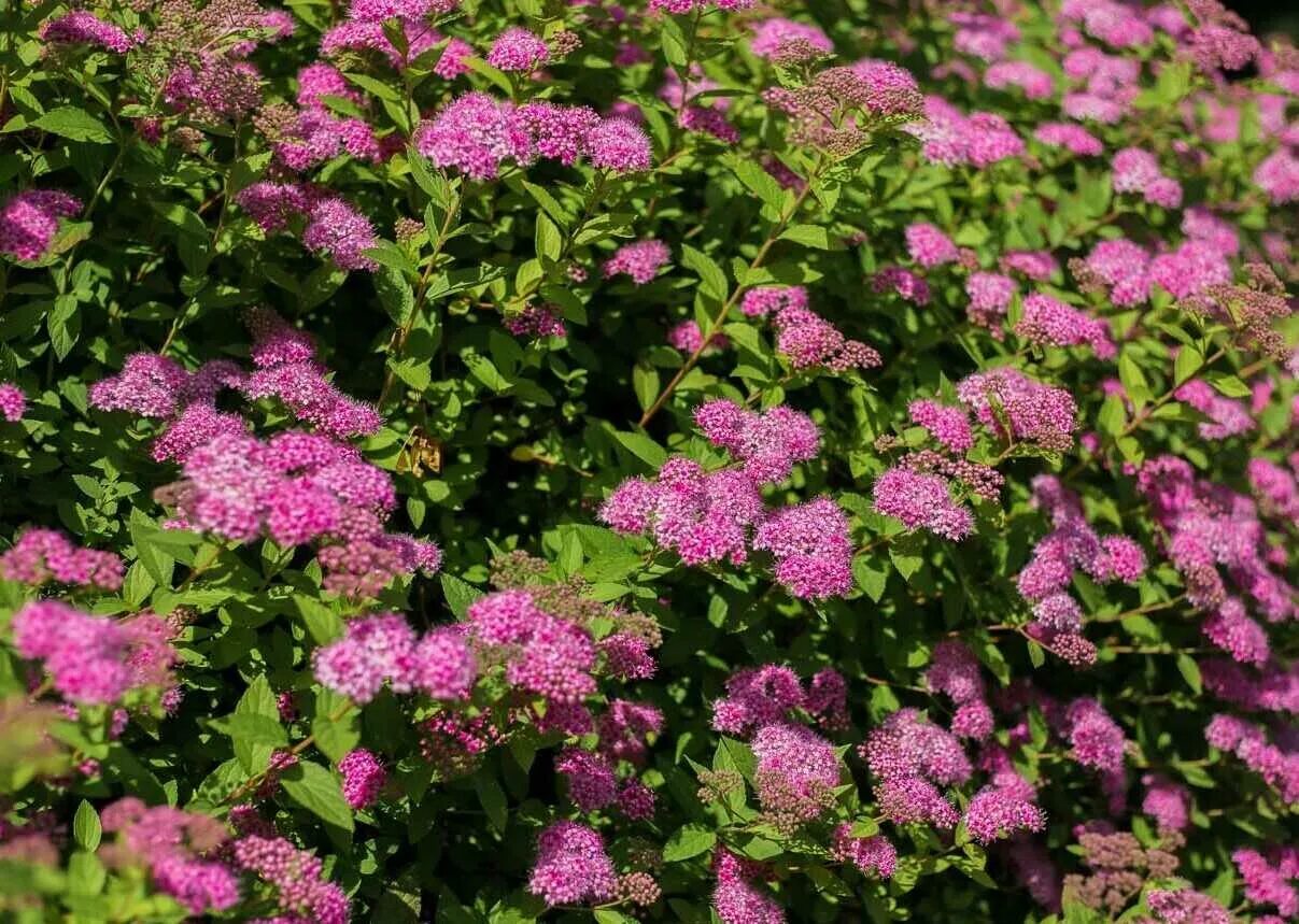 Спирея весной. Спирея японская Froebelii. Спирея японская (Spiraea japonica). Спирея японская Фробели. Спирея японская Odensala.