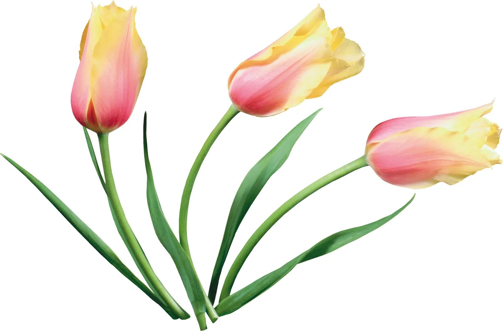 Тюльпаны png на прозрачном. Розовые тюльпаны. Тюльпаны без фона. Цветы без фона тюльпаны. Тюльпаны на белом фоне.