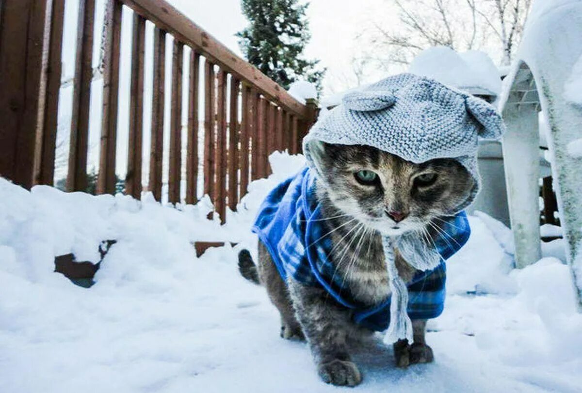 Почему в холодную погоду многие животные. Кот зимой. Котики в зимних нарядах. Котик на морозе. Холодно Мороз.