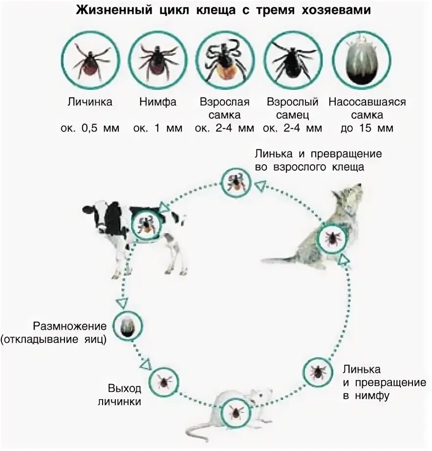 Цикл развития клеща энцефалитного. Жизненный цикл иксодовых клещей схема. Жизненный цикл краснотелковых клещей. Цикл развития иксодового клеща.