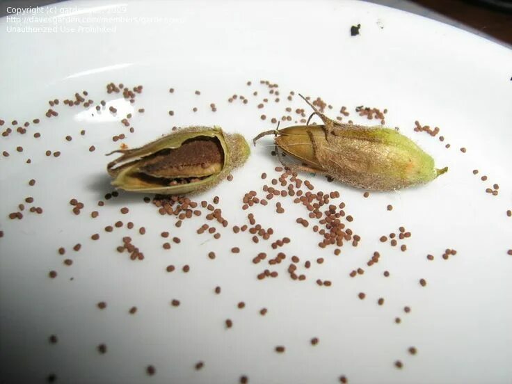 Семена тюльпанов оптом. Душистый табак семена. Семена душистого табака. Душистый табак семенная коробочка. Семена махорки.