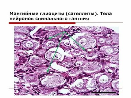 Спинномозговой ганглий это