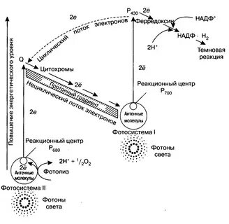 Последовательность процессов фотосинтеза преобразование солнечной энергии