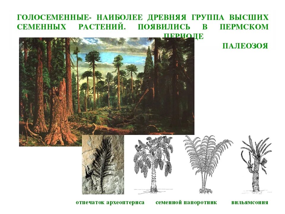 Голосеменные растения Пермского периода. Голосеменные Юрского периода. Древние Голосеменные растения вымершие. Голосеменные растения мезозойской эры. Значение древних вымерших папоротниковидных в природе