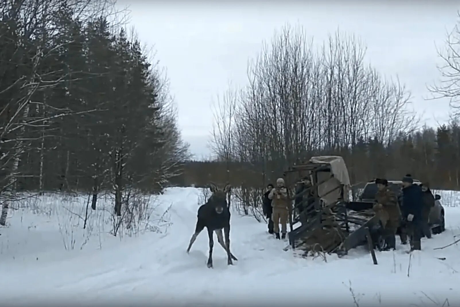 Новости лосей. Рыбаки спасли лосенка в Нижегородской области. Самка лося провалилась под лёд.