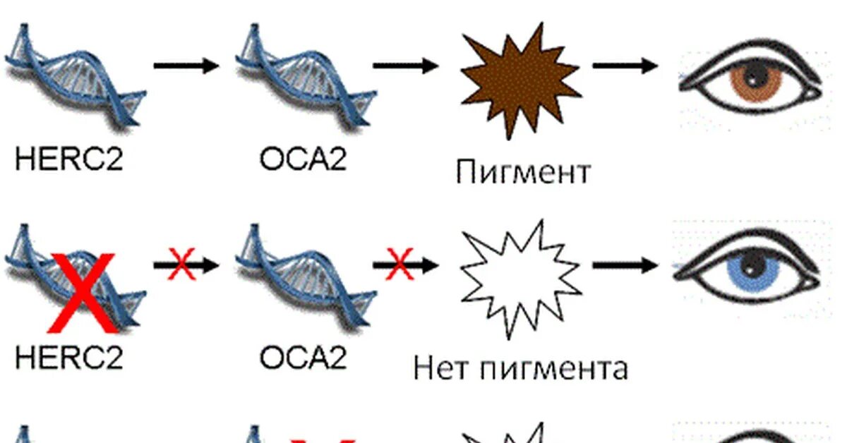 Ген цвета глаз у человека. Генетика глаза ребенка. Цвет глаз генетика. Цвет глаз по генетике.
