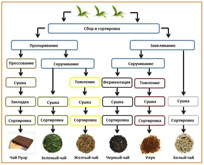 Технологическая схема производства черного чая. Технологический процесс производства чая. Этапы ферментации чая. Способы переработки растений