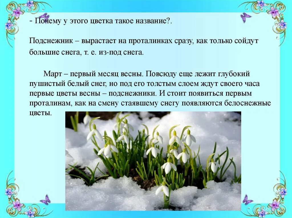 Текст март первый весенний. Весенние цветы описание. Сочинение про Подснежник. Рассказать про Подснежник. Предложение про Подснежник.