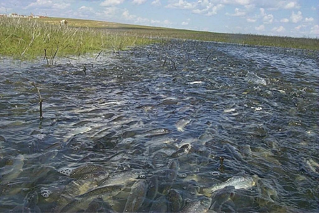 Рыбалка на реке волга. Нерест Волга. Рыбы в водоеме. Рыба в озере. Ловля рыбы в нерест.