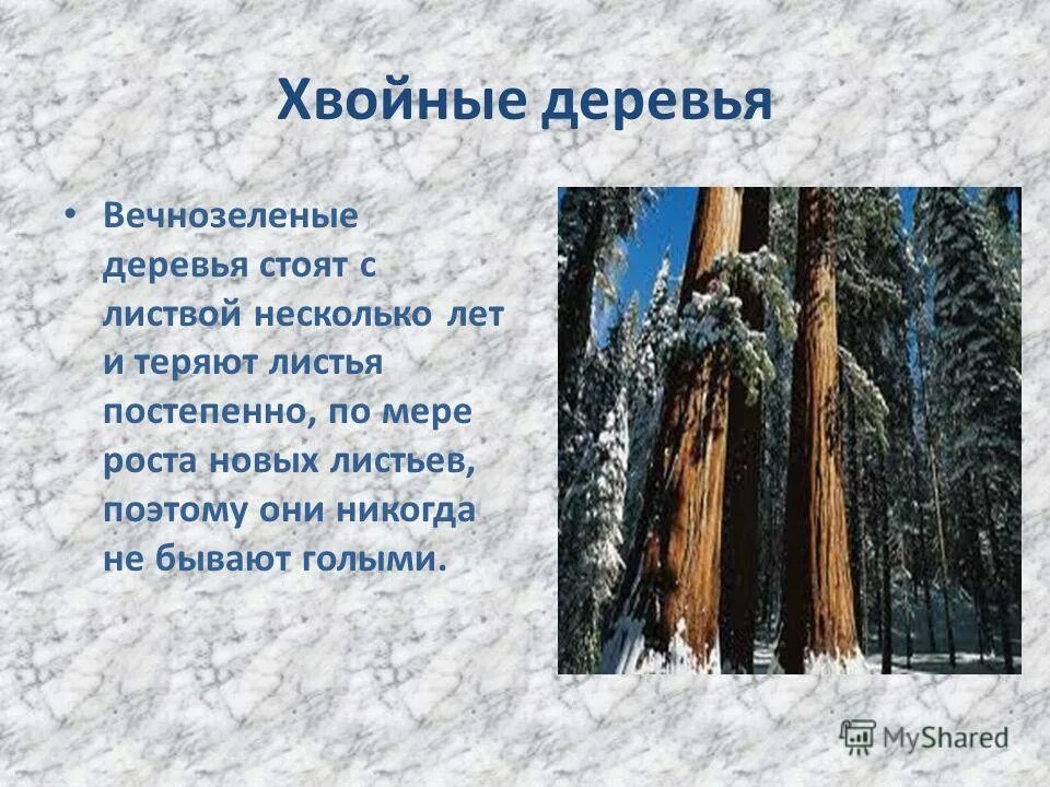 Почему хвойные. Растения зимой. Деревья зимой для презентации. Изменения в жизни растений зимой. Растения зимой презентация.
