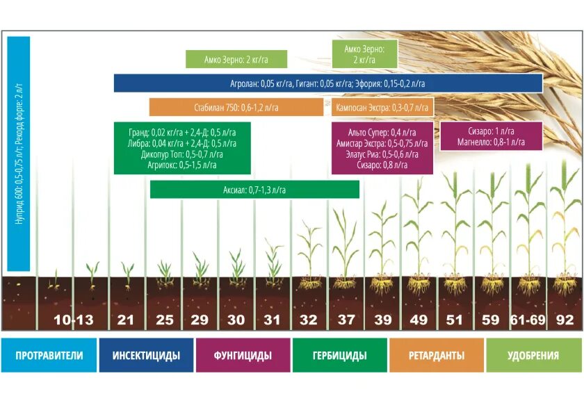 Влияние удобрений на урожайность. Фазы вегетации озимой пшеницы. Фазы развития озимой пшеницы таблица. Схема развития озимой пшеницы. Фазы развития Яровой пшеницы таблица.