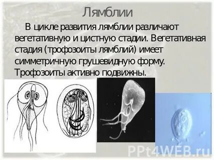 Чего боятся лямблии