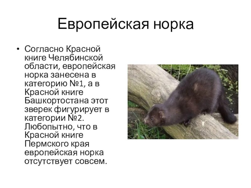 Норка европейская красная книга тверской области. Доклад про норку. Почему норка. Краткая информация о норке. Норки дания.