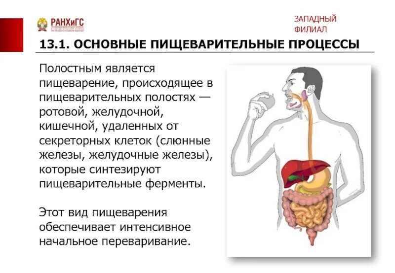 Описание процессов пищеварения. Процесс пищеварения. Пищеварение процесс пищеварения. Основные процессы пищеварения. Типы пищеварительных систем.