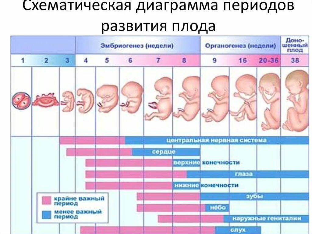 После какого срока беременности. Критические периоды развития плода. Эмбрион 7 недель размер плода. Стадии развития плода по неделям. Периоды развития плода по неделям таблица.