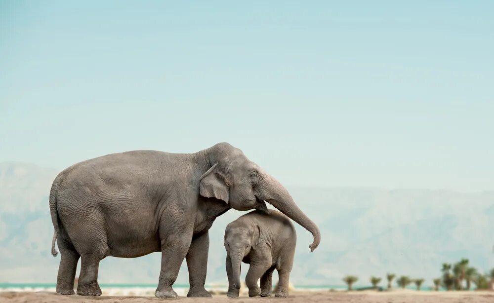 Father elephant. Слон слониха Слоненок. Слониха со слоненком. Слоны в дикой природе. Большой слон.