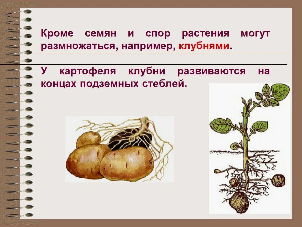Как растения размножаются 3. Размножение растений своими частями. размножение растений презентация. сообщение размножение растений. доклад как размножаются растения.
