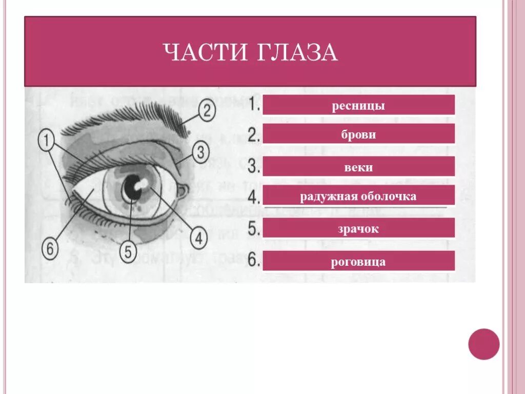 Егэ глаз задания. Части глаза. Внешнее строение глаза. Схема глаза для детей. Назови части глаза.