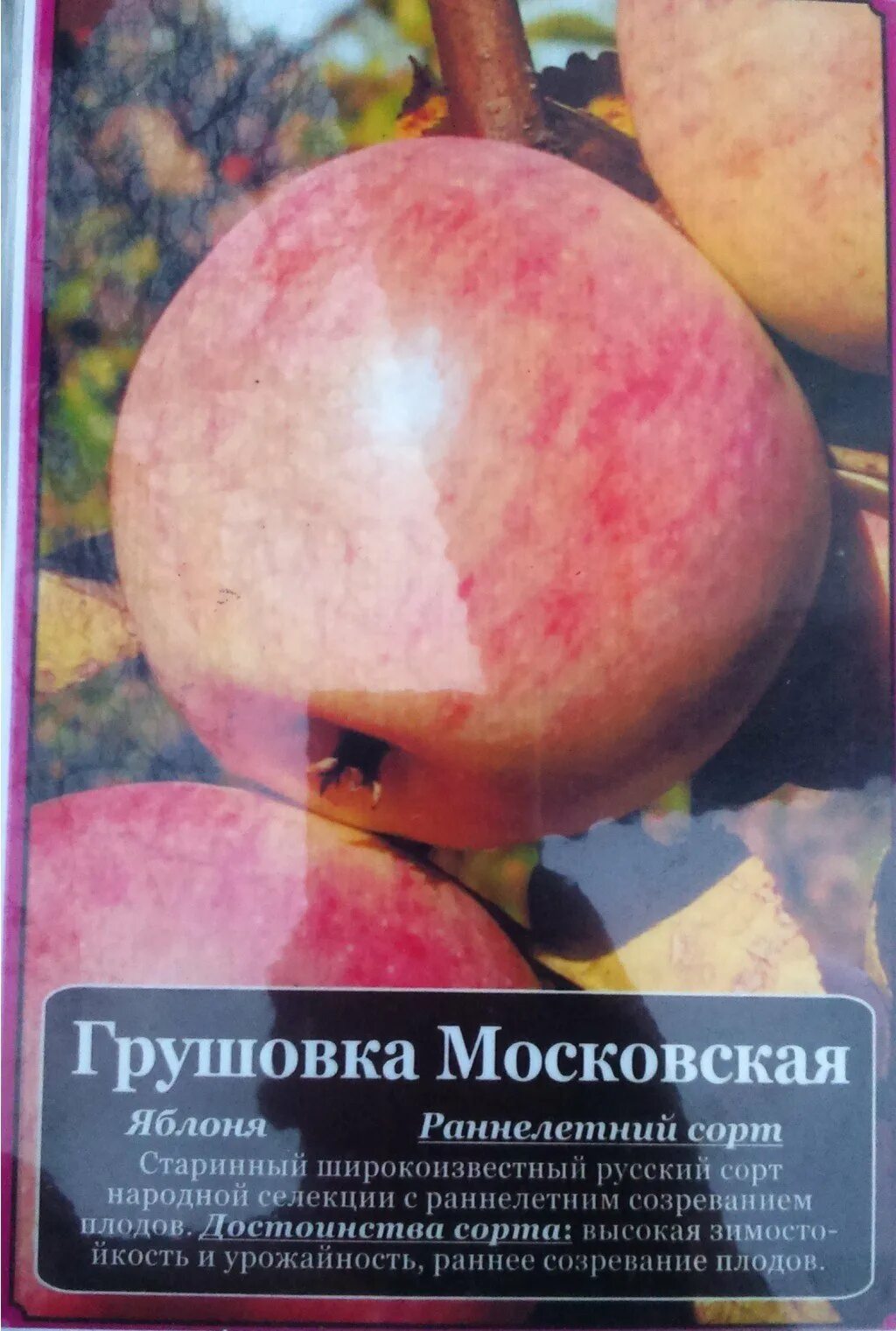 Московская грушовка яблоня фото и описание. Яблоня Грушовка Московская. Яблоня летняя Грушовка Московская. Сорт яблони Грушовка. Яблони саженцы Грушовка.