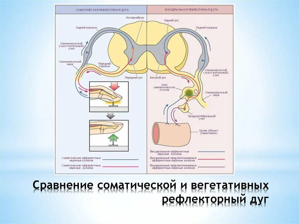 Дуги вегетативной нервной системы. Схема рефлекторной дуги соматического рефлекса. Рефлексы вегетативной нервной системы схема. Схема строения рефлекторной дуги ВНС. Рефлекторная дуга соматической нервной системы гистология.